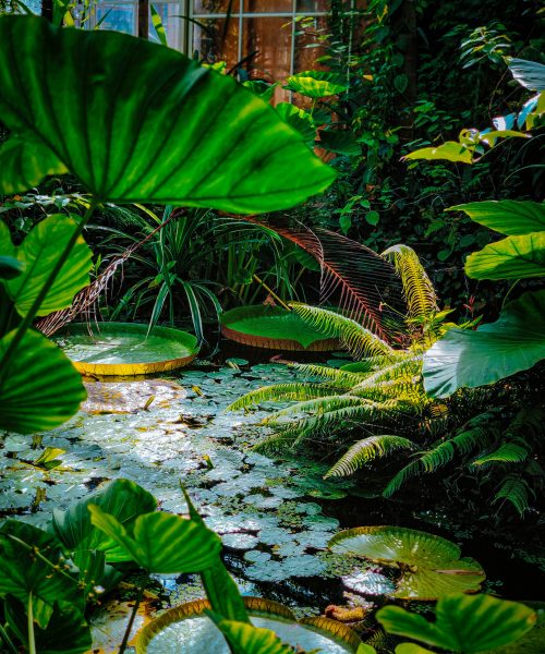 studio_solo_photographie_voyage_culinaire_artisans_site_internet_contenu_resaux_sociaux_amsterdam (78)